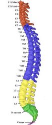 nervous system