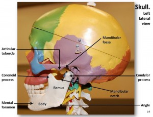 temporomandibular joint