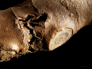 GINGER AND HEALTH BENEFITS