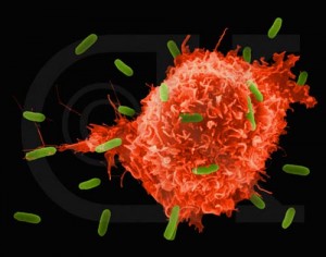IMMUNE SYSTEM