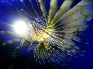 denver aquarium