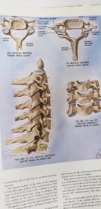 san leandro chiropractor